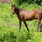 Charming Cottage, Thirimont 度假居 *