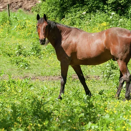 Charming Cottage, Thirimont 펜션 *
